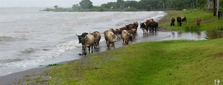 DIARIO: Tres semanas en NICARAGUA por libre Pano, Vacas, Malecón, Granada