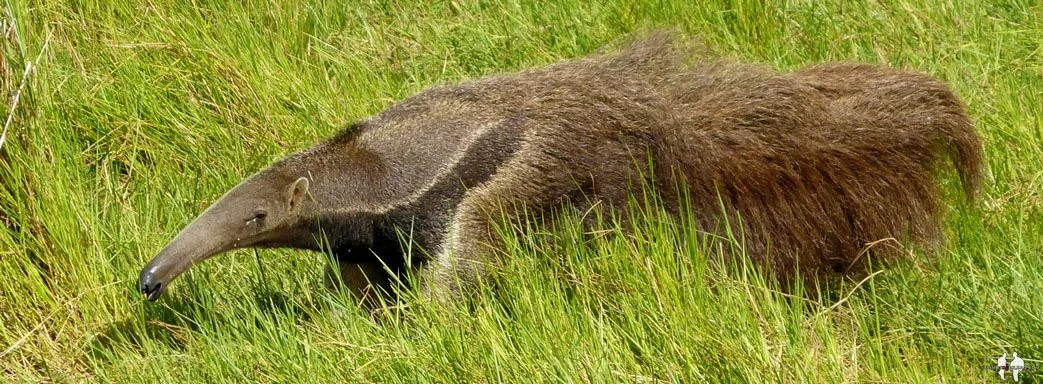 Oso palmero u hormiguero, Hato El Cedral, Venezuela