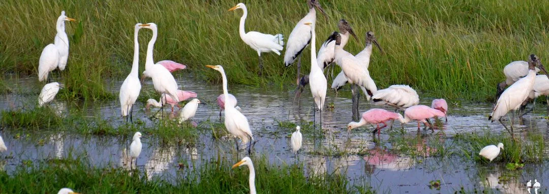 0729. Pano, Garza y espátula rosada pájaro, Tour amanecer en coche, Hato El Cedral