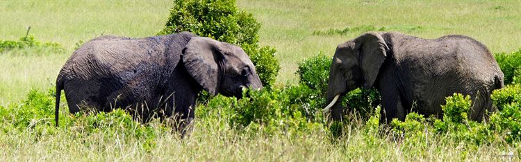 DIARIO: Tres semanas en KENIA y TANZANIA por libre Pano, Elefante, Masai Mara