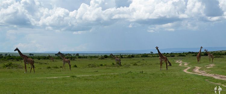Pano, Jirafas, Masai Mara