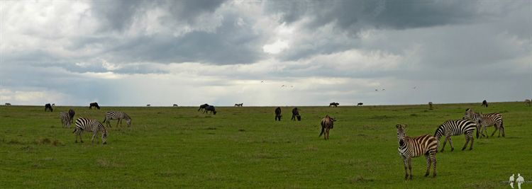 Pano, Ñu y cebra, Masai Mara