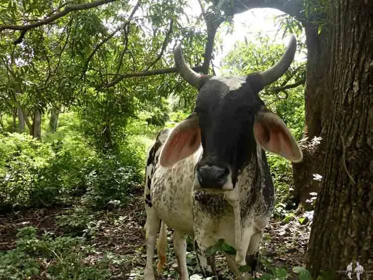 Vaca, Camino de Moyogalpa a Altagracia, Ometepe