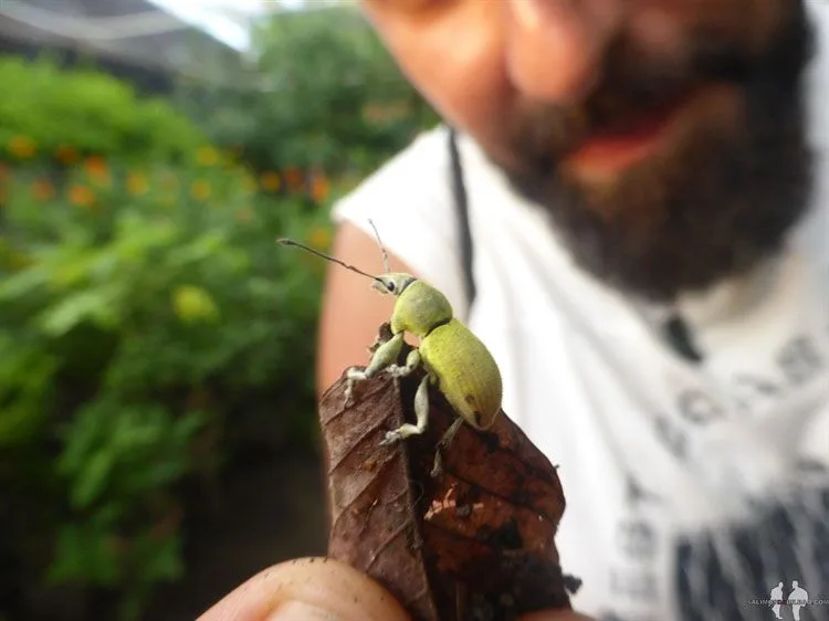 Katz, Escarabajo, Mariposario, Parque Charco Verde, Ometepe