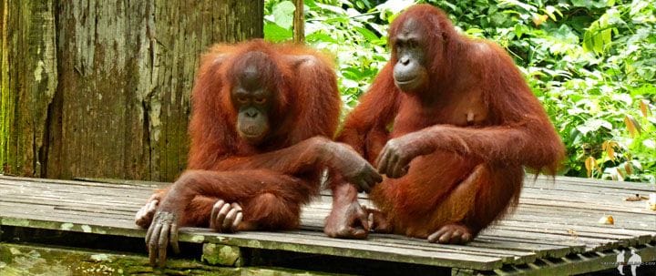 BORNEO POR LIBRE CONTACTOS