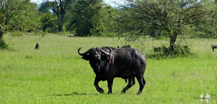 Búfalo herido, Serengeti