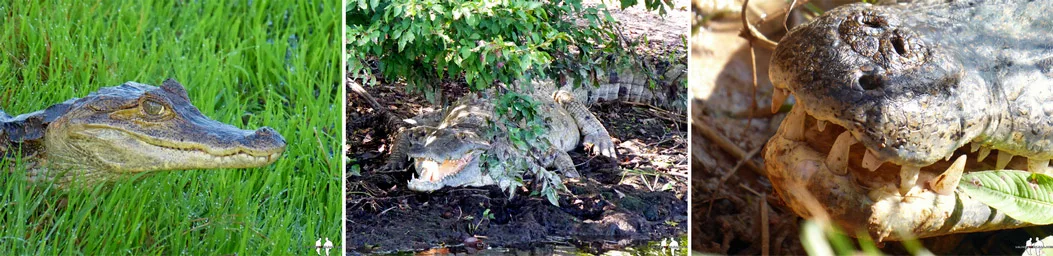 Caiman y cocodrilo del llano en Venezuela