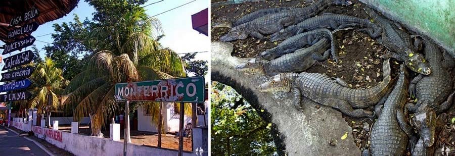 Cocdrilos en el Tortugario de Monterrico, Guatemala