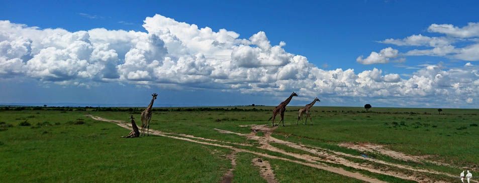 Como hacer un SAFARI BARATO por libre en KENIA Jirafa, Masai Mara