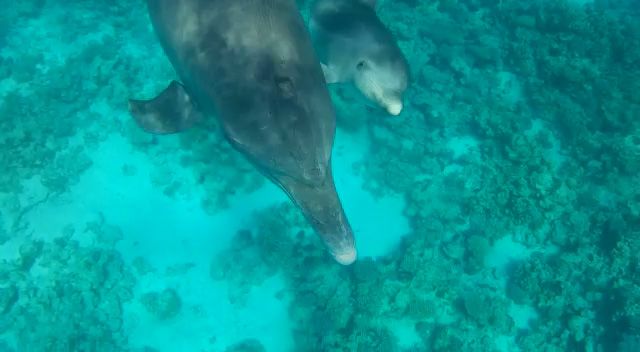 DIARIO Dos semanas en EGIPTO por libre Delfines en hurgada 1