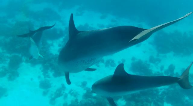DIARIO Dos semanas en EGIPTO por libre Delfines en hurgada 2