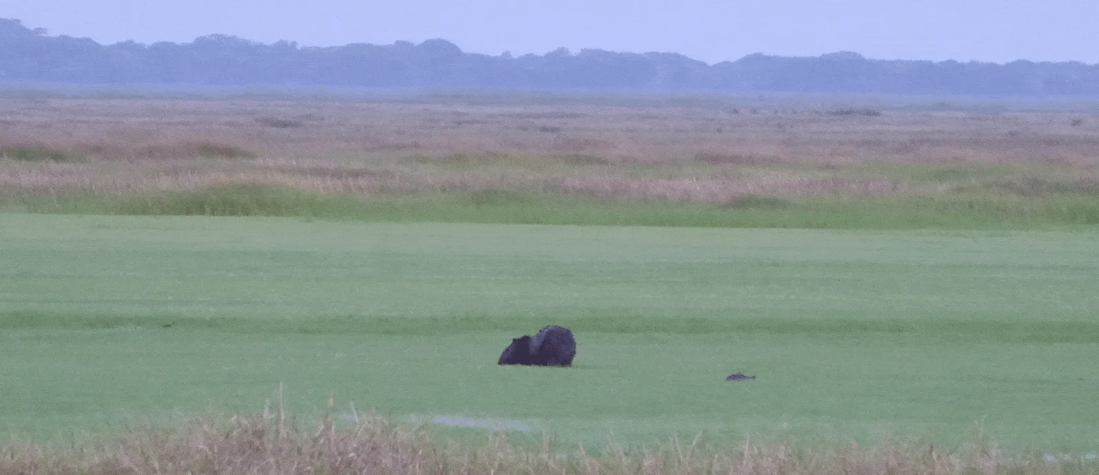 Danta o tapir en Hato El Cedral de los Llanos de Venezuela
