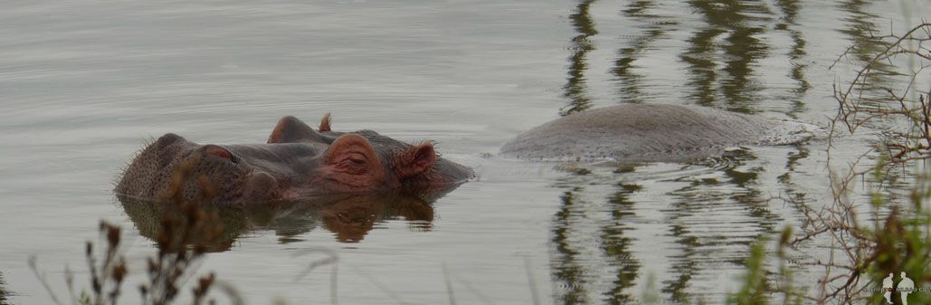 Hipopótamo, Lago Nakuru, PN Nakuru, Kenia