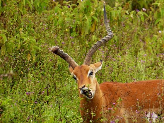 Impala macho con un cuerno, PN Nakuru, Kenia