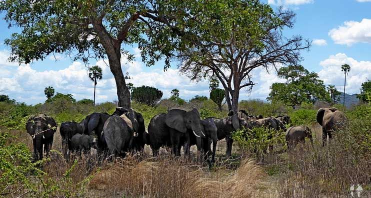 Qué ANIMALES ver de SAFARI por ÁFRICA, Elefantes, PN Ruaha