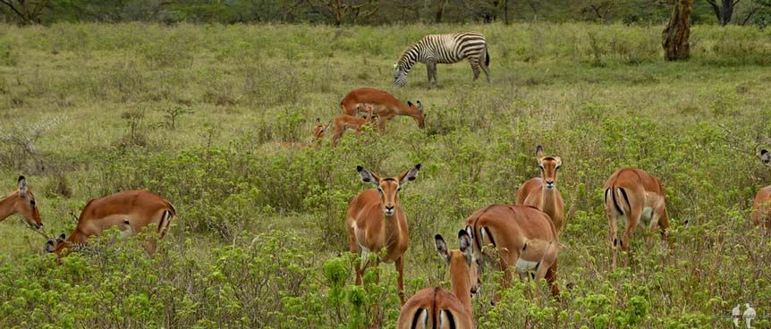 Qué ANIMALES ver de SAFARI por ÁFRICA, Impala female, PN Nakuru