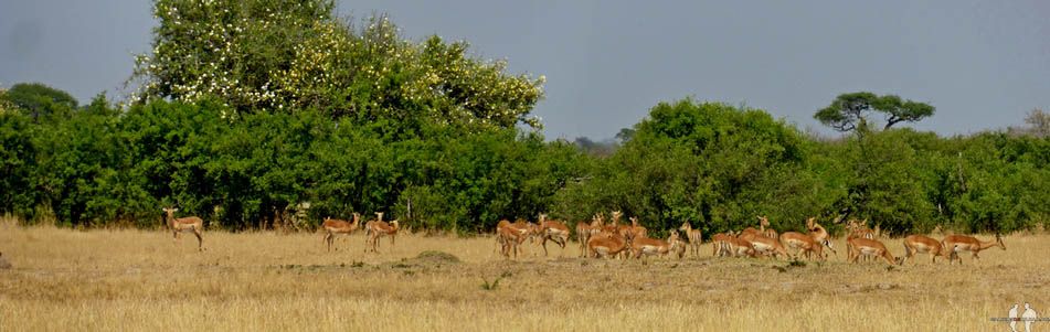 Qué ANIMALES ver de SAFARI por ÁFRICA Pano, Impalas, Parque Hwange, Zimbabwe