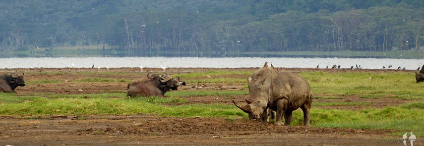 Qué ANIMALES ver de SAFARI por ÁFRICA Pano, Rinoceronte y búfalo, PN Nakuru