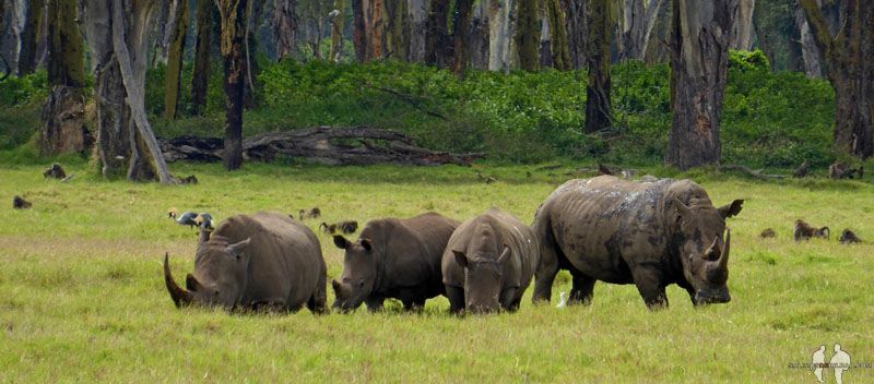 Qué ANIMALES ver de SAFARI por ÁFRICA, Rinoceronte, PN Nakuru