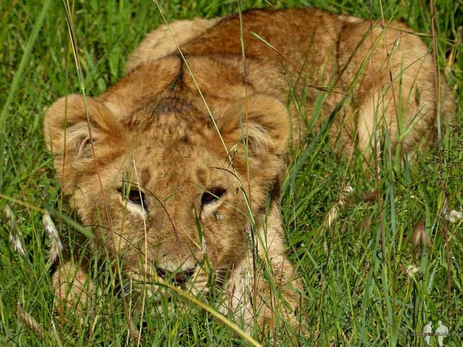 Qué ANIMALES ver de SAFARI por ÁFRICA. Cachorro león, Masai Mara