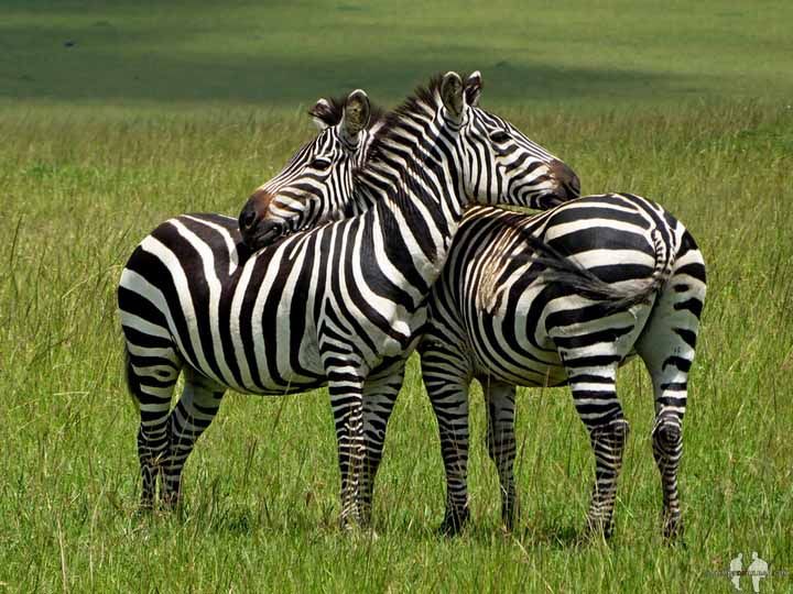 Qué ANIMALES ver de SAFARI por ÁFRICA. Cebra, Masai Mara
