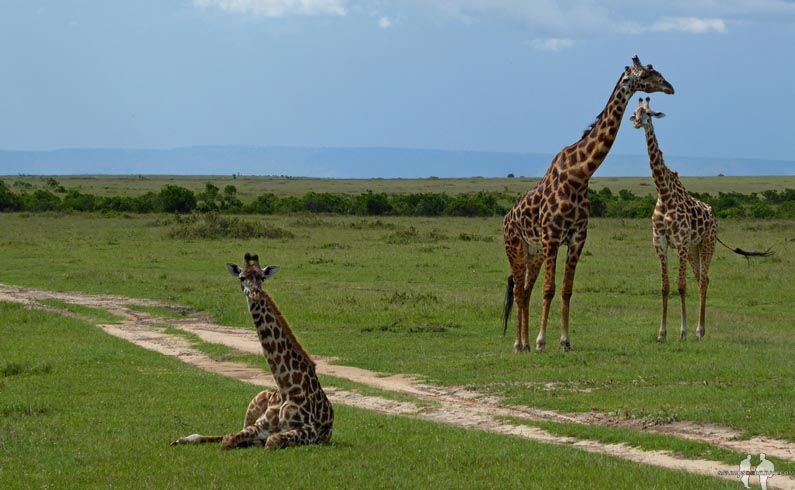 Qué ANIMALES ver de SAFARI por ÁFRICA. Jirafa, Masai Mara