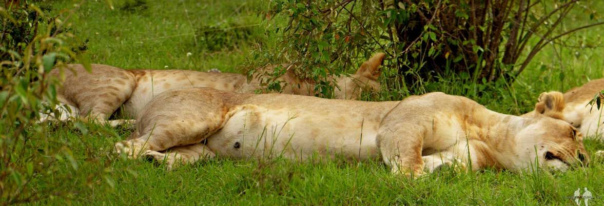Qué ANIMALES ver de SAFARI por ÁFRICA. Pano, Leona, Masai Mara