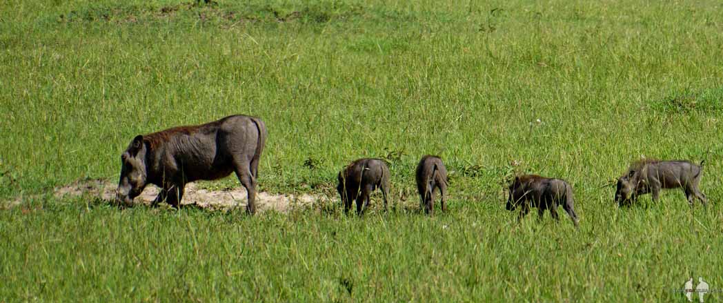 Qué ANIMALES ver de SAFARI por ÁFRICA. Pano, Pumba, Masai Mara