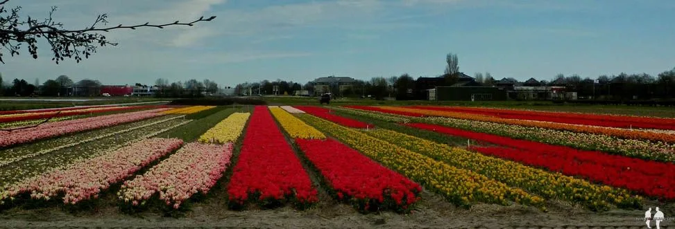 Que ver cerca de Amsterdam tulipanes Keukenhof, Lisse