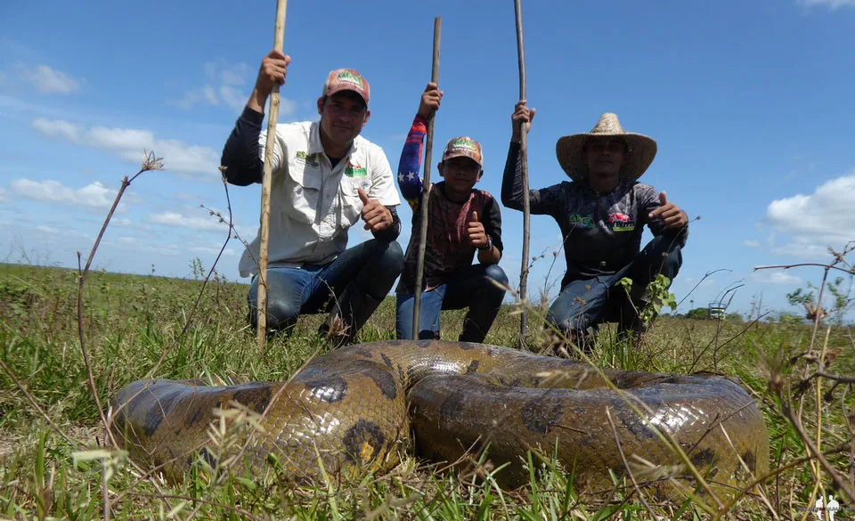 SAFARI VENEZOLANO ANIMALES DE LOS LLANOS Llaneros, Anaconda, Hato El Cedral