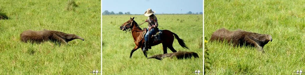 SAFARI VENEZOLANO ANIMALES DE LOS LLANOS Oso palmero