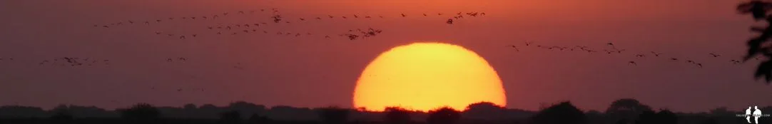 SAFARI VENEZOLANO ANIMALES DE LOS LLANOS Tour atardecer a caballo, Hato El Cedral