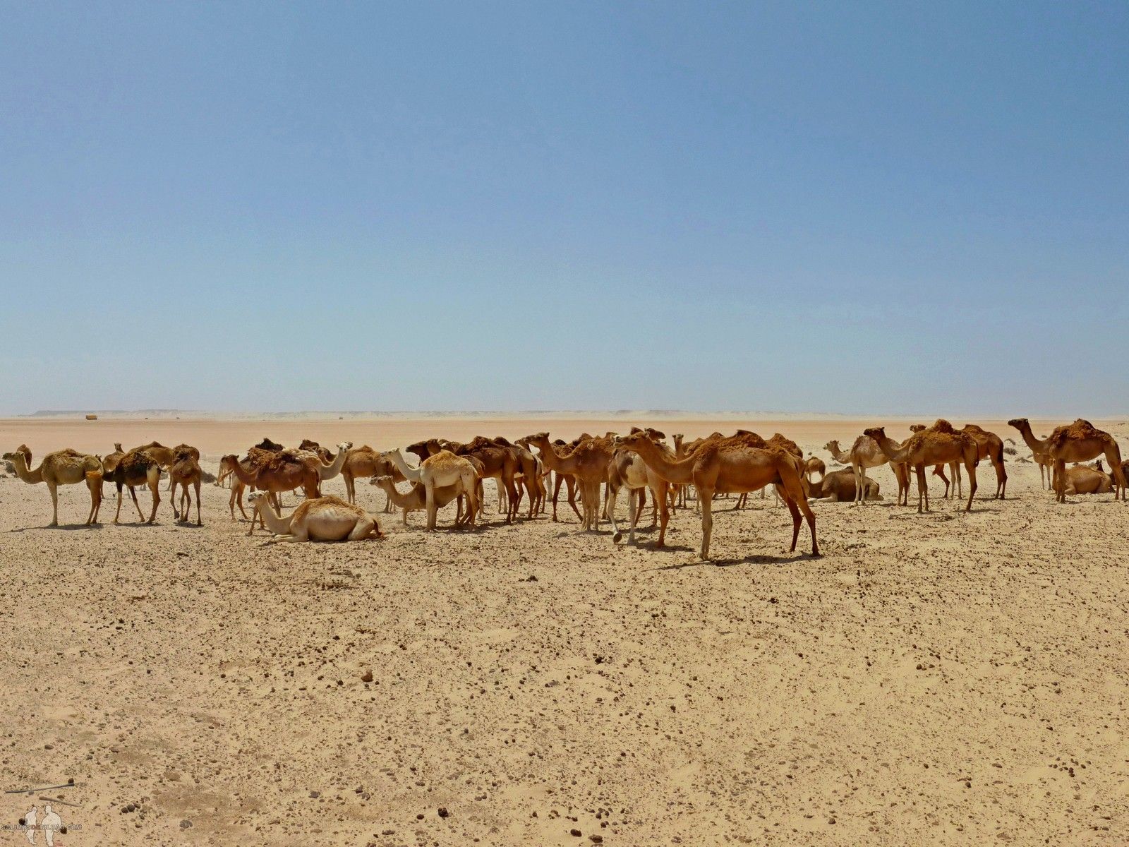 Viajar a Sahara Occidental por libre