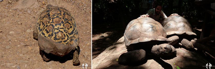 Tortuga en Serengeti y Tortuga gigante de Prison Island, Zanzíbar