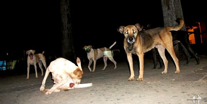 Viajar por libre a Cuba diario de cuba Noche de perros