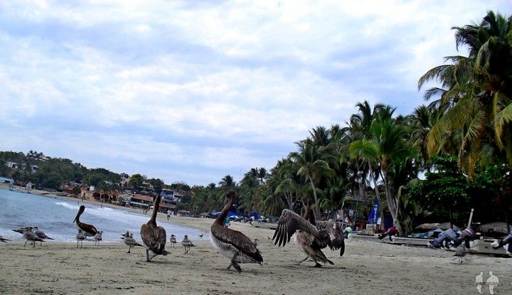 Viajar por libre a Mexico Pelicanos en la playa Zicatela de Puerto Escondido